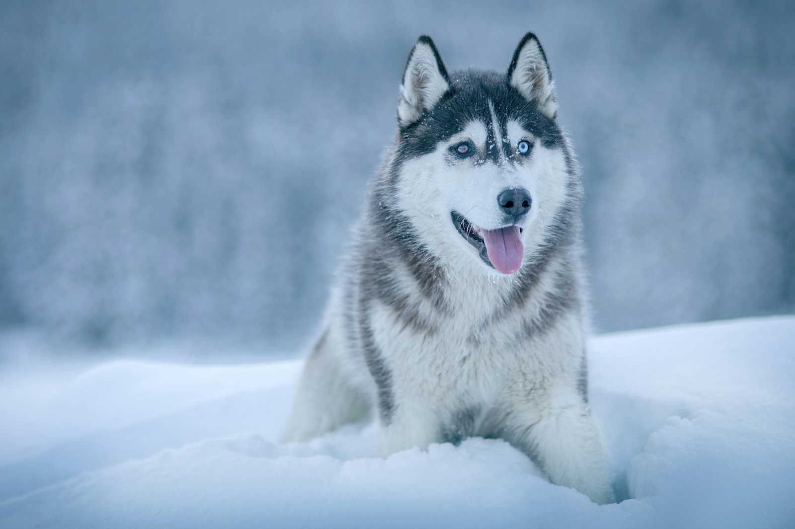 Building with purpose 5: Configuring Husky for commit linting